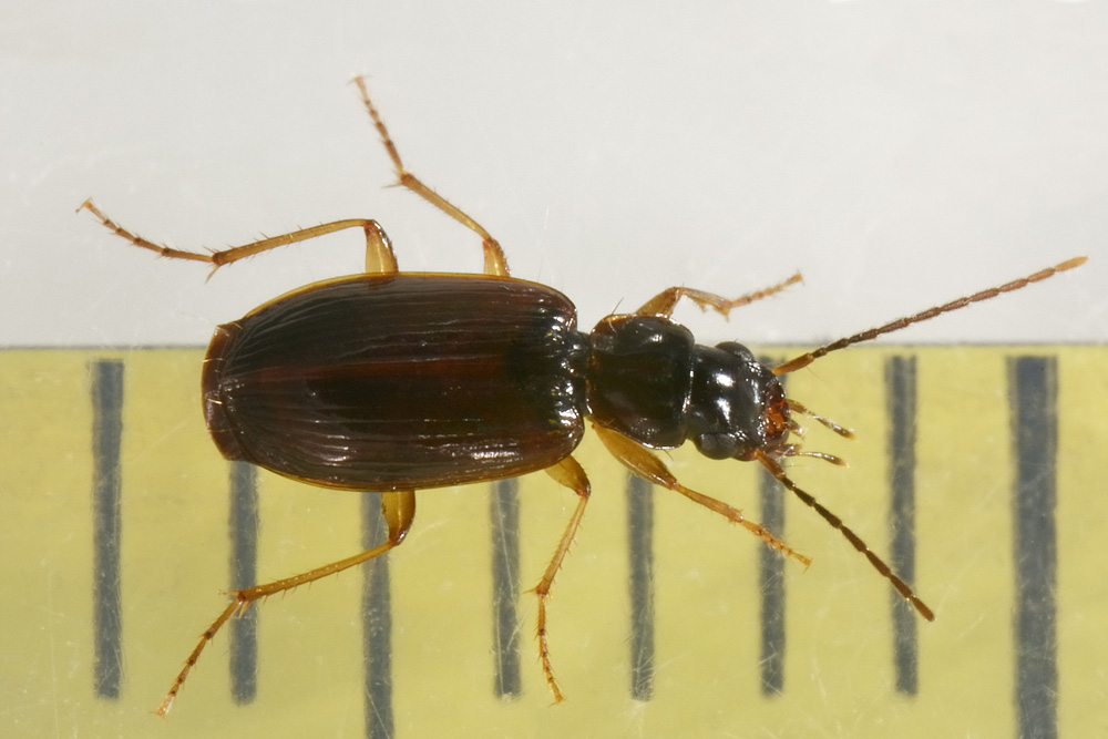 Carabidae:  Badister collaris?  No, Badister cfr. peltatus